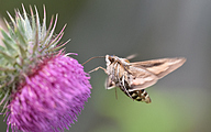 Humming-bird Hawk-moth (Macroglossum stellatarum)